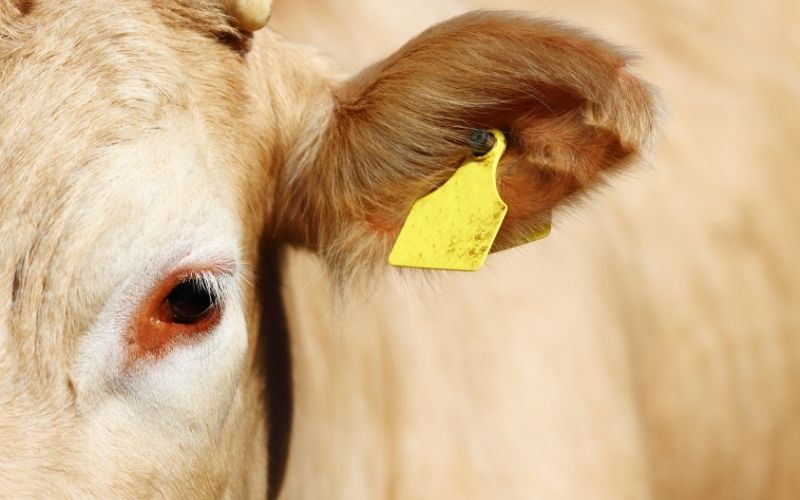 TPU-per-iniezione-24